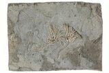 Two Fossil Crinoids (Rhodocrinites) - Gilmore City, Iowa #197616-1